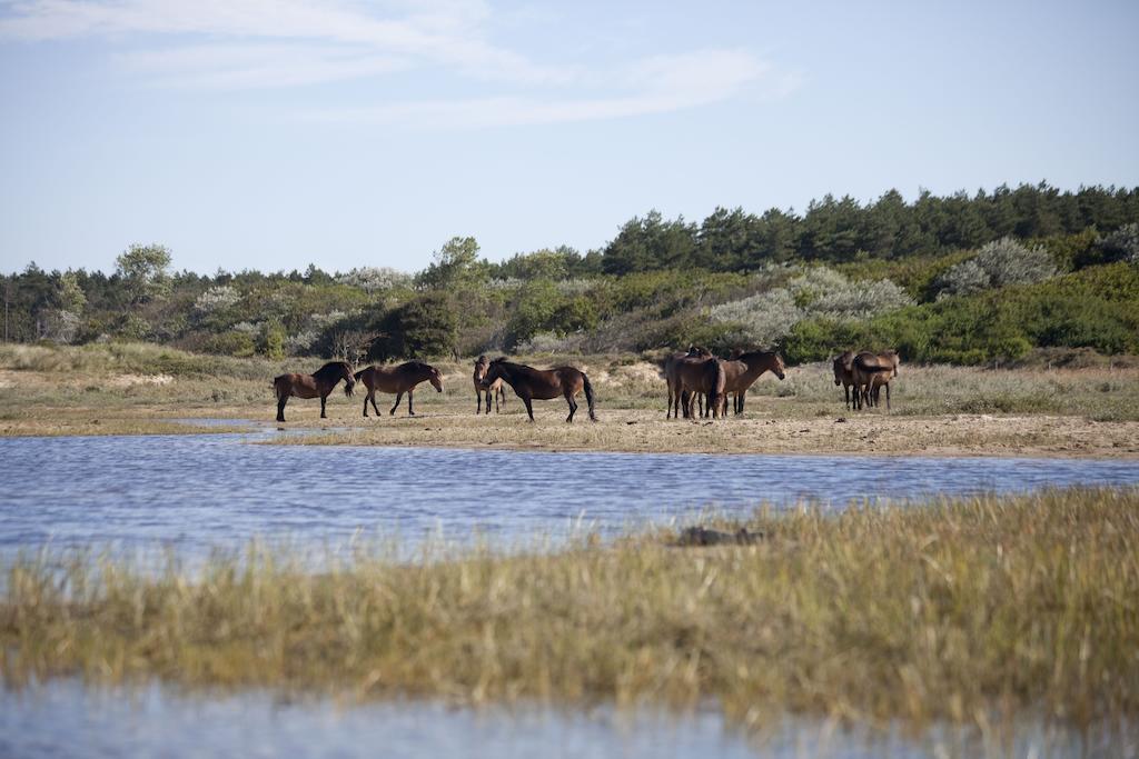Bungalows - Bungalowpark Mooyeveld - Uniek Gelegen In De Duinen! Egmond-Binnen Zewnętrze zdjęcie